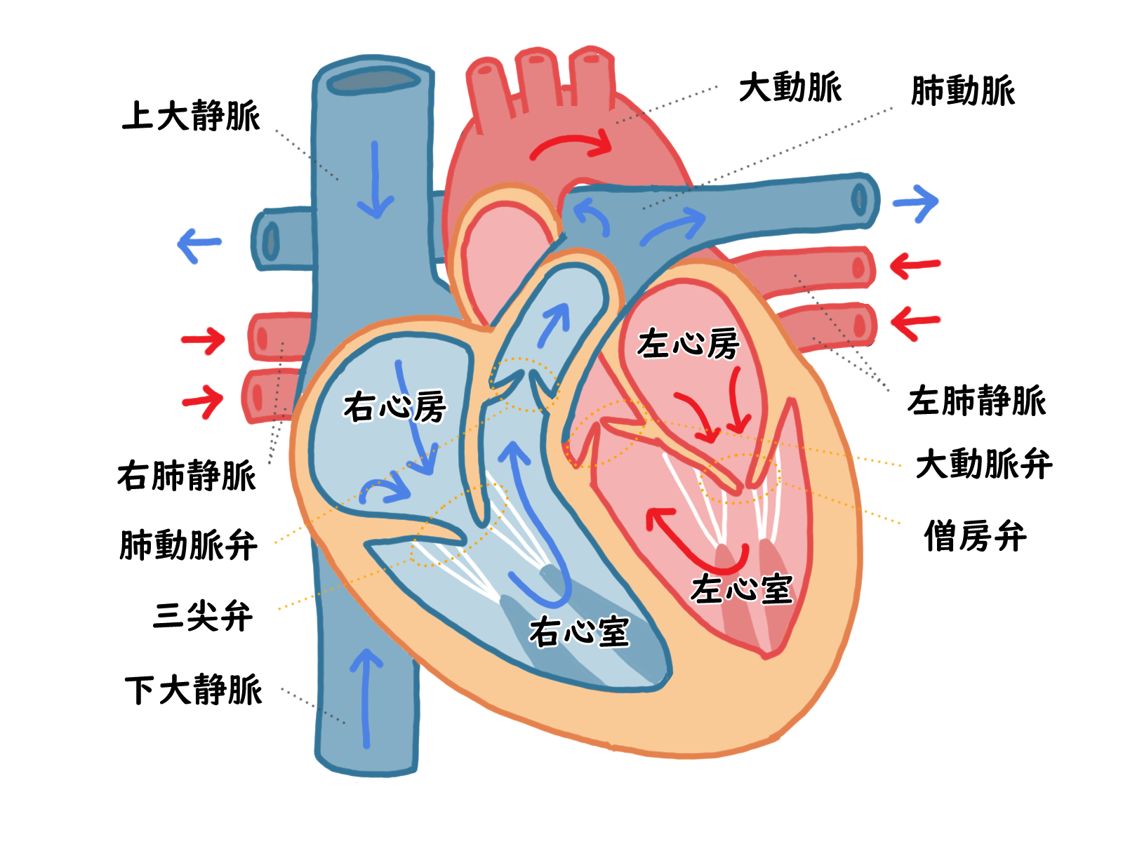 心臓性突然死 心筋梗塞・狭心症とは？心臓突然死の原因になります
